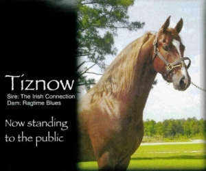 tiznow2010